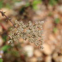 Polycarpaea corymbosa (L.) Lam.